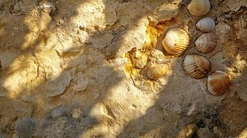 Sunlit Coastal Limestone Wall with Shell Fossils and Eroded Texture photo