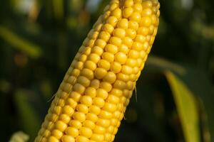 Close-up of ripe golden corn cobs in corn plantation field. A ripe ear of corn grows in a field at sunset. Agro industry photo