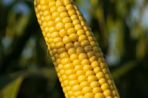 Close-up of ripe corn growing in the field. An ear of ripe corn at sunset photo