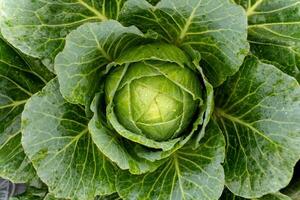 Cabbage grows in an agricultural field. Close-up of a large green cabbage. Cultivation of cabbage photo