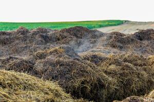 A pile of manure on an agricultural field. Pile of steaming manure in middle of field. photo