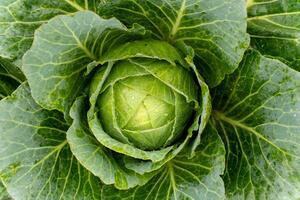 Cabbage growing in the garden organically. A close-up photo of a cabbage plant growing in a field.