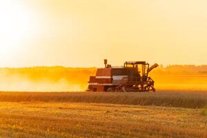 Agricultural harvester harvesting in the field at sunset. A combine harvester works on a field at sunset. Agricultural landscape photo