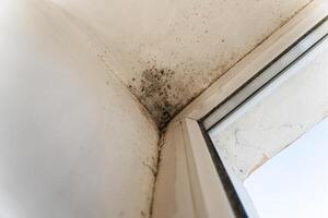 The plastic window is attacked by fungus. Fungus on the wall near the window. Fungus spoils the walls of the house. The problem of dampness in the house photo
