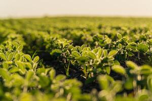 A soybean sprout grows against the sun. A soybean field with small soybean plants on a sunny day photo