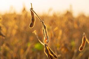 Ripe soybean pod close-up. A pod of soybeans is illuminated by the sun. Ripe soybeans in an agricultural field photo