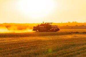 A combine harvester works on a field at sunset. Agricultural harvester on a wheat field. Rural landscape photo