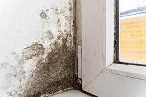 The wall near the window is covered with black fungus. The plastic window is attacked by fungus. The problem of dampness in the house photo
