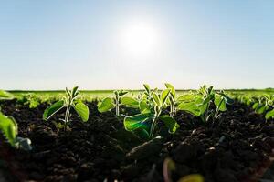 Small green soybean plants grow in a field on a sunny day. Close up of soybean sprouts on field with blurred background photo