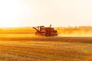 Agricultural harvester harvesting in the field at sunset. The combine harvester works in the field. Agricultural machinery for harvesting photo