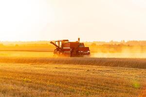 A combine harvester harvests at sunset. The combine harvester works in the field. Agricultural machinery on the field. Beautiful agricultural landscape photo