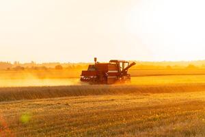 Combine harvester working on wheat field. A Ukrainian farmer harvests wheat. Beautiful Nature. Sunset Landscape. photo