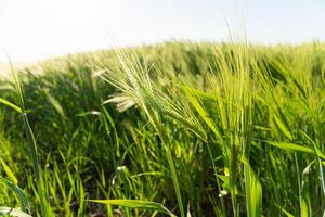 Spikelets of green barley in a field. Growing barley plants. Green ear of barley with dew drops photo