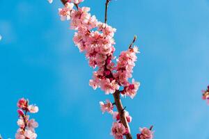 Close-up of beautiful cherry tree flower. Cherry blossom in spring for background. Macro cherry blossom tree branch photo