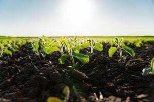 Young soybean plants in the field. Beautiful young plants soy grow in the ground. Growing soybeans photo