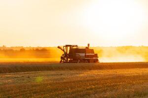 Combine harvester working on wheat field. Combine harvester working on golden crop field at sunset. Harvesting concept photo