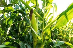 Fresh cob of ripe corn on green field. Green corn field with corn cobs close up. Organic maize field or corn field photo