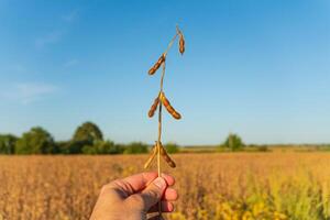 A farmer is holding a soy stalk in the field. Soy field photo