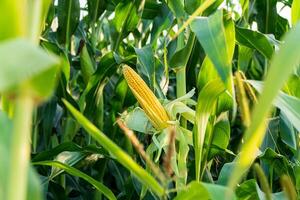 Ripe open cob of corn with grains, on a stalk. Corn cob in organic corn field photo