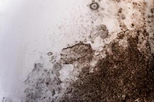 Brown and black mold appears on a white wall, indicating moisture problems that could lead to health issues if not addressed promptly in the living space photo