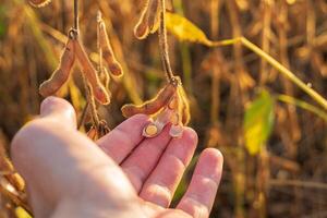 Farmer in a soybean field checks the harvest. Farmer holding soybean plant in hand in field. Agriculture concept photo