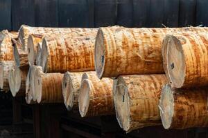 Trunks at a sawmill. Sawmill for the treatment and processing of wood. Heavy industry photo