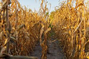 Rows of tall, dried corn stalks stretch toward the horizon, basking in the warm afternoon sunlight, signaling the end of the growing season in late summer photo