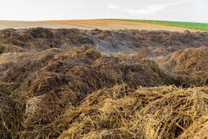 A close-up view of a pile of manure in a field. The manure is a mixture of straw and animal waste. The pile is large and sits in a field with a distant view of other farm fields photo