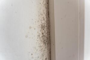 A significant mold infestation is visible in the corner of a wall, indicating moisture issues that may pose health risks and require immediate attention for remediation photo