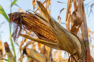 A ripe corn cob is hanging on its stalk, showcasing golden kernels. Surrounding stalks show signs of autumn, indicating harvest time in a warm environment photo