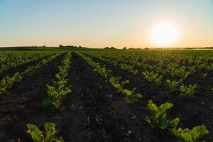 The golden glow of sunset bathes a vast beet field, highlighting rows of vibrant green plants that thrive in the fertile soil as daylight fades into evening photo