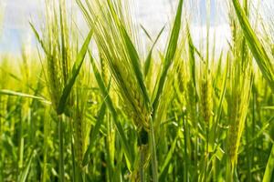 Green barley stalks are blowing gently in the wind in a field. The sun shines on the field, making the stalks shimmer photo