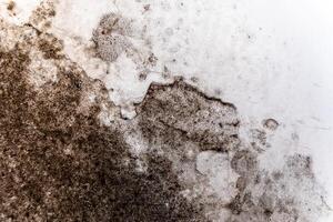 A close-up view of mold growth covering a wall, illustrating the effects of moisture and potential structural damage in a damp environment photo