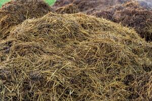 A large mound of fresh manure sits in a sunny rural field, surrounded by lush green grass. The manure appears moist and earthy, indicating recent collection photo