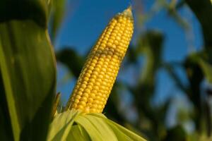 A ripe ear of corn stands prominently on its stalk, basking in the sunlight of a clear blue sky within a vibrant green cornfield photo