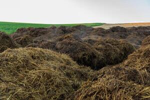 A large pile of manure, likely from livestock, is situated in a field. The manure is piled high and appears to be decomposing. The field is green in the background photo