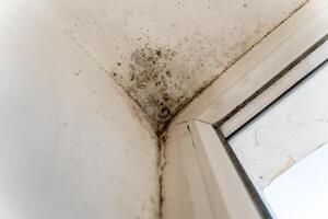 A significant mold infestation is visible in the corner of a room, close to a window, indicating poor ventilation and moisture problems that may affect health photo