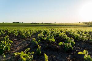 Rows of vibrant young soybeans stretch across a wide, flat field. The sun sets in the background, illuminating the landscape with a warm glow photo