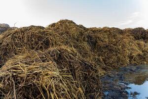 Piles of manure are arranged near a wet area on a farm, emphasizing the use of organic materials for fertilizing crops and sustainable agricultural practices photo