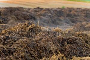 Large mounds of compost are neatly arranged in a field, showing rich brown layers of organic material and straw. The sun shines above, highlighting the textures photo