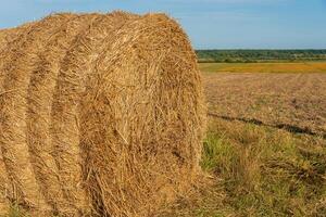 A large round hay bale sits in a sunlit field, surrounded by freshly cut grass and distant greenery, reflecting the peacefulness of late summer photo