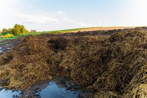 Piles of fresh manure sit on farmland under a clear sky, with lush green fields in the background. The setting highlights agricultural life photo