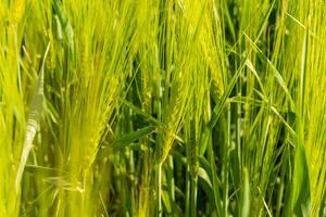 Tall wheat stalks sway gently in the warm breeze, illuminated by the bright sun. The vibrant green and golden hues create a serene landscape in summer photo