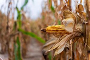 A close view shows a yellow corn cob maturing among dried corn stalks in a field, signaling the onset of autumn and the harvest season approaching photo