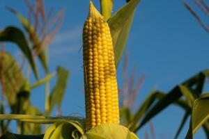 A vibrant corn cob stands tall on its stalk, showcasing bright yellow kernels with the backdrop of a clear blue sky, symbolizing summer's bounty in the field photo