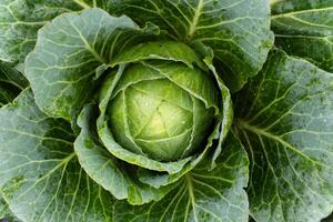 A vibrant green cabbage sits in a farm field, its leaves curled tightly around the center. Morning dew adds a refreshing sparkle to the fresh vegetables photo