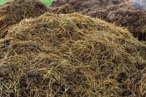 A large mound of fresh manure is prominently displayed at a farm, highlighting its potential as an organic fertilizer to enrich the soil for upcoming planting photo