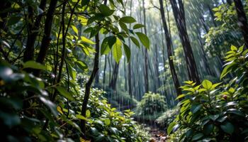a rain soaked forest with glistening leaves photo
