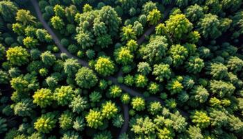 a treetop view of a rainforest photo