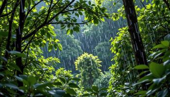 rain falling gently in a dense green forest photo